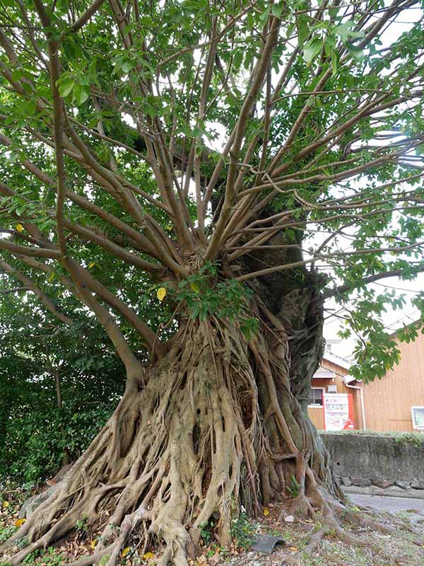 比井 のアコウ群生地