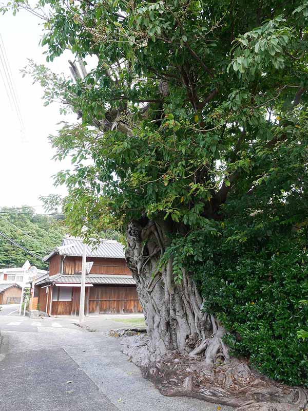 比井 のアコウ群生地