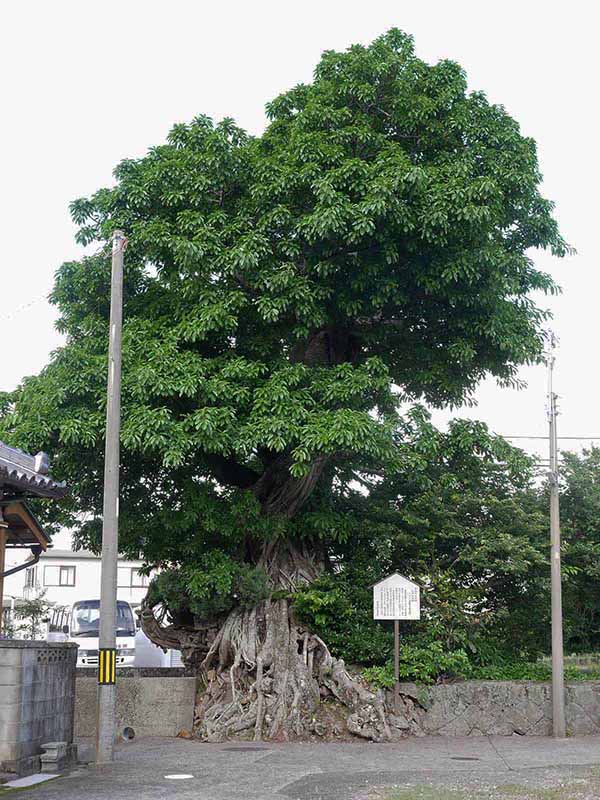 比井 のアコウ群生地