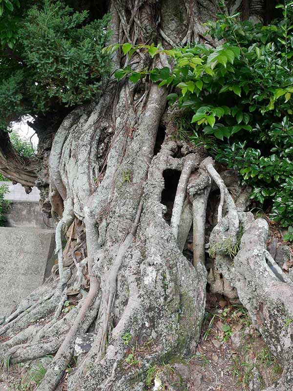 比井 のアコウ群生地