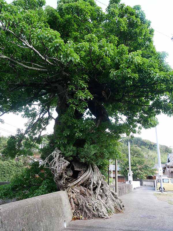 比井 のアコウ群生地