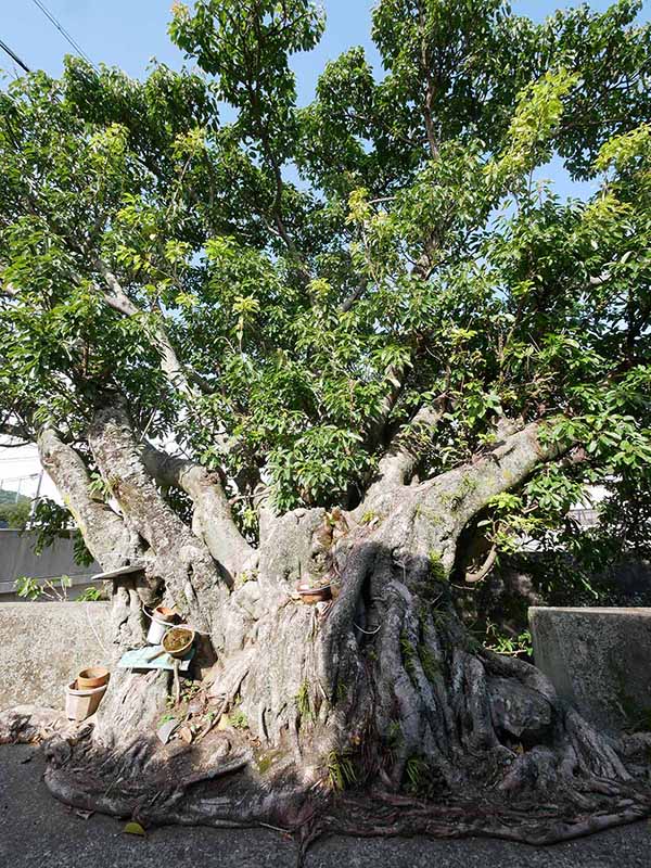 比井 のアコウ群生地