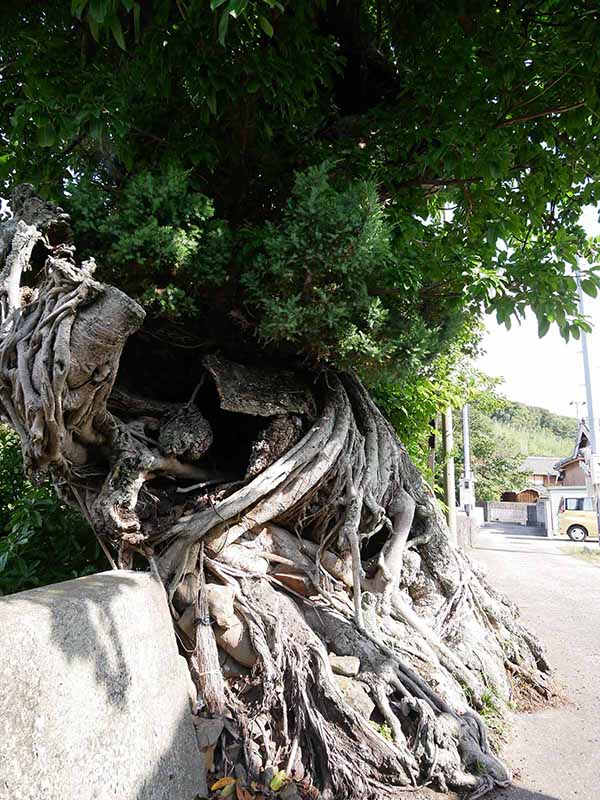 比井 のアコウ群生地