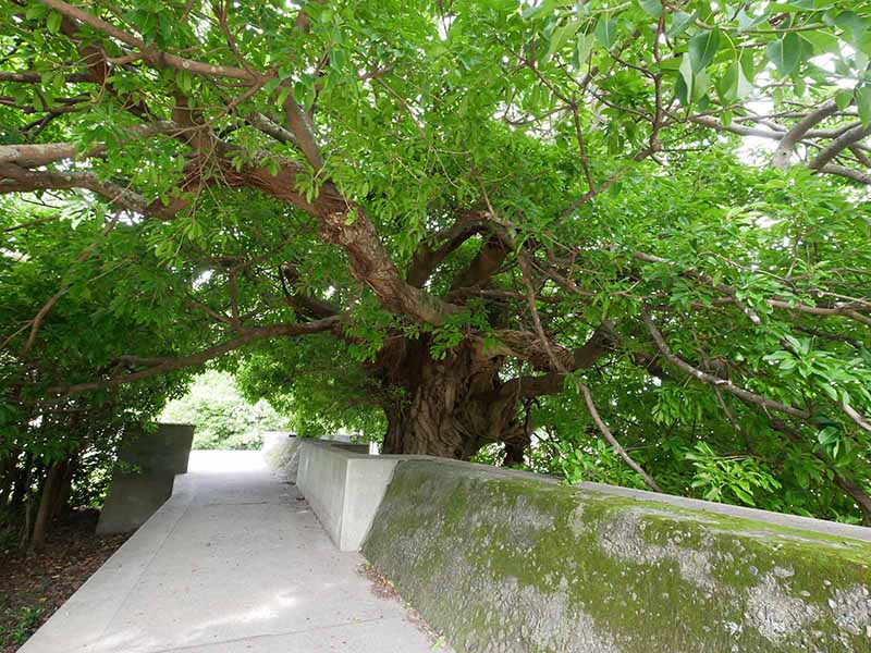 津久野のアコウたち