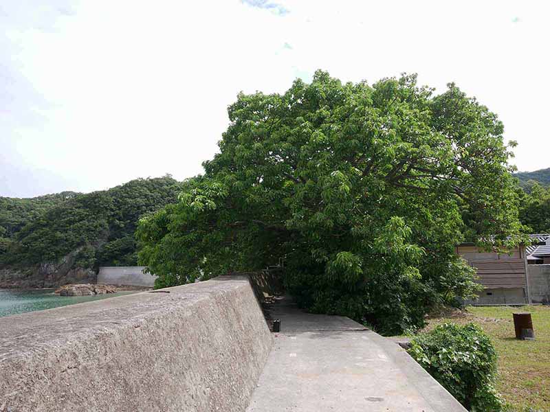 津久野のアコウたち