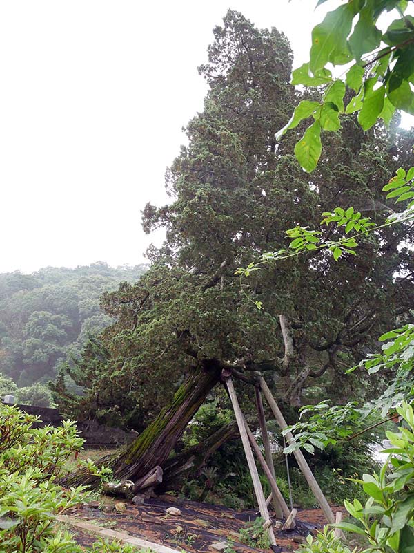 歓喜寺の柏槙