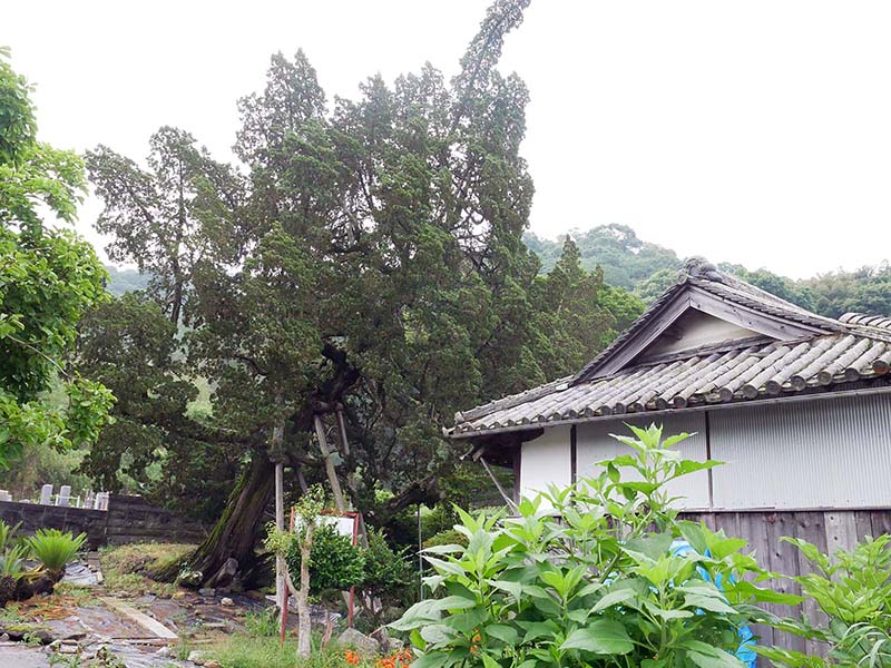 歓喜寺の柏槙