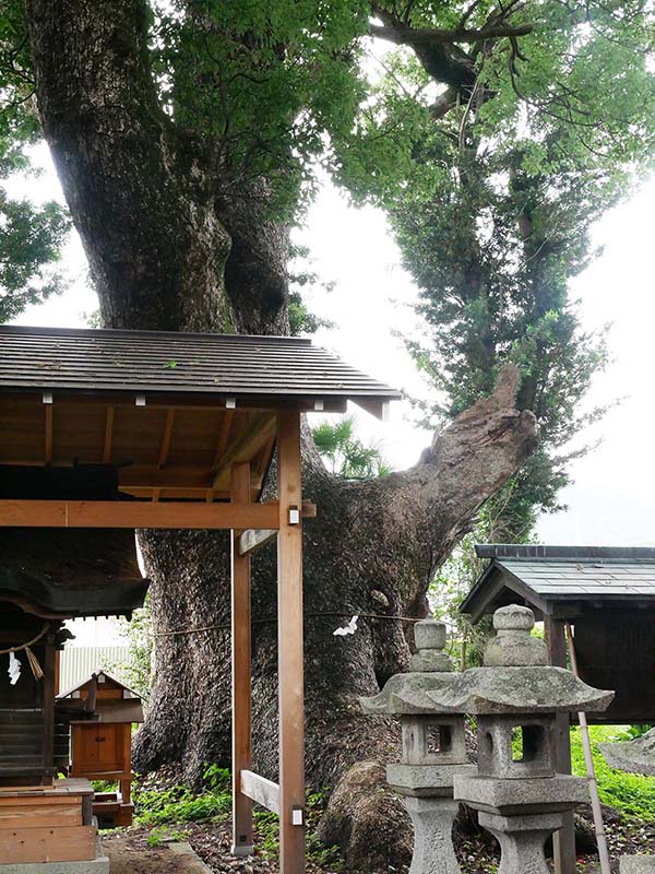 丹生神社のクスノキ