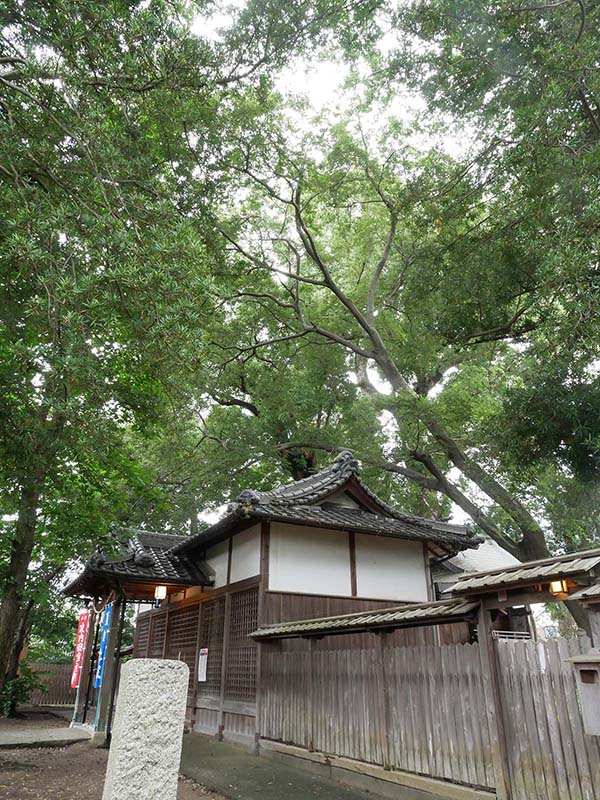 丹生神社のクスノキ