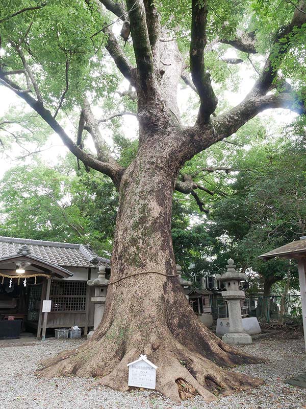 伊久比売神社のクスノキ