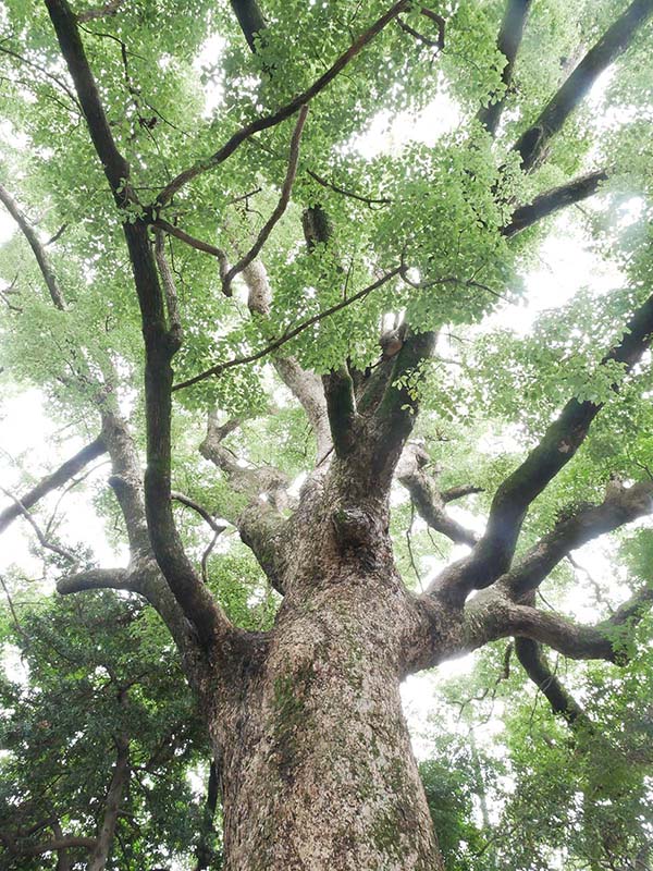 伊久比売神社のクスノキ