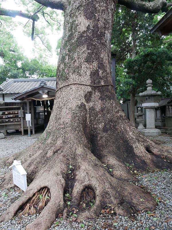 伊久比売神社のクスノキ