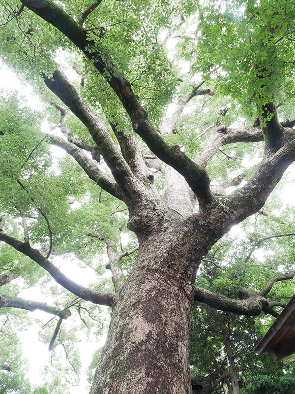 伊久比売神社のクスノキ