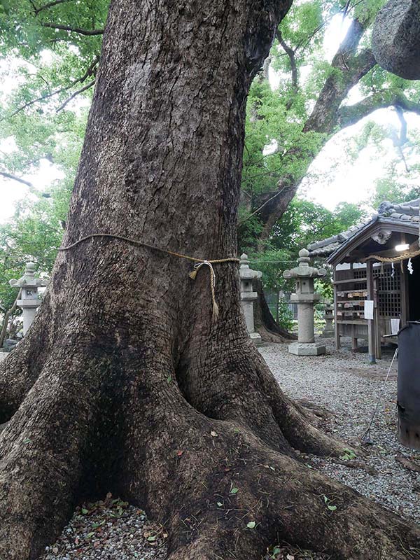 伊久比売神社のクスノキ