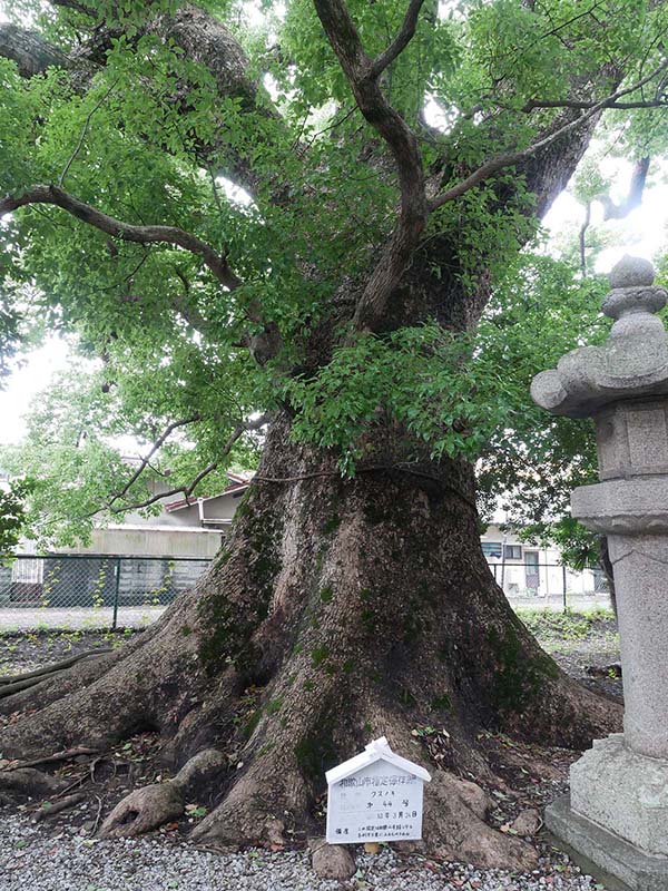 伊久比売神社のクスノキ