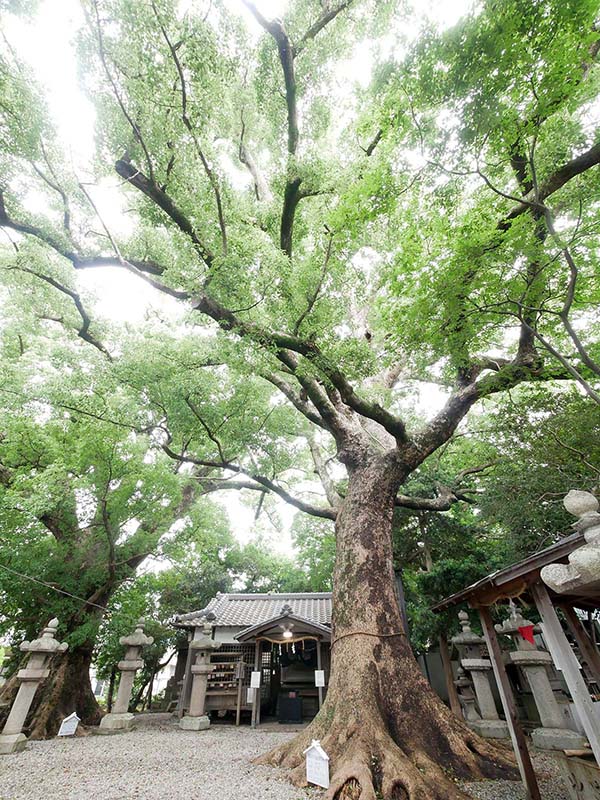 伊久比売神社のクスノキ