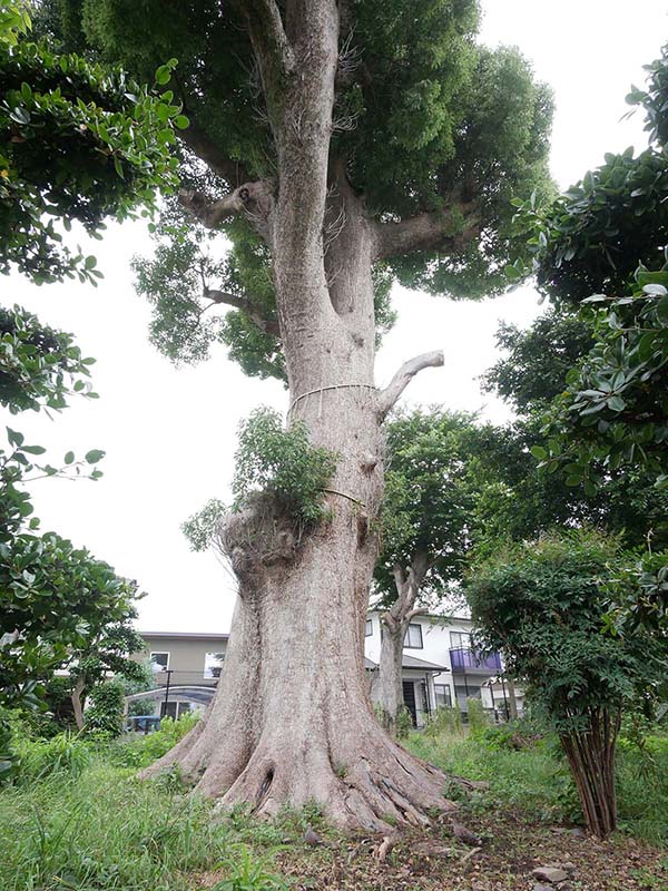 射矢止神社のクスノキ