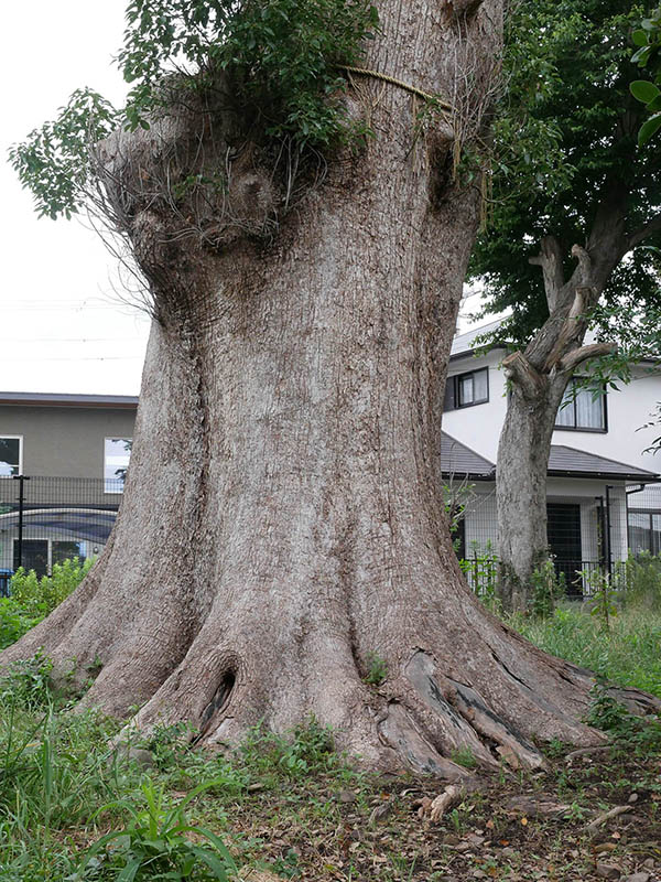 射矢止神社のクスノキ