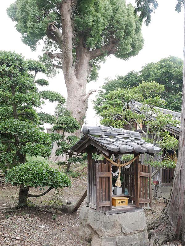 射矢止神社のクスノキ