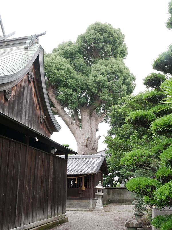 射矢止神社のクスノキ