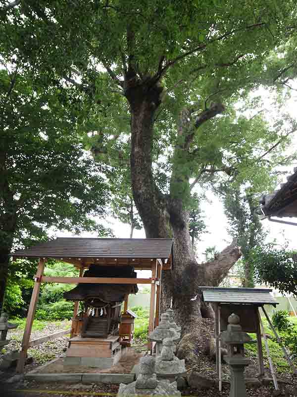 丹生神社のクスノキ