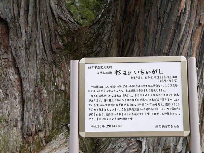 甲明神社の大杉 