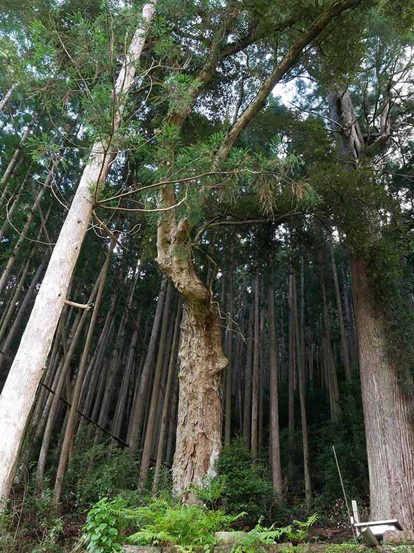 甲明神社のイチイガシ 