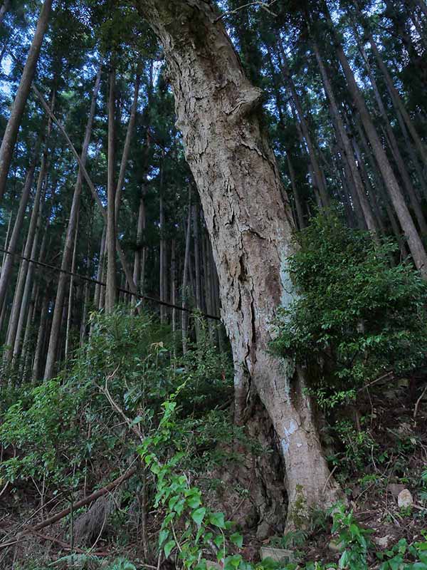 甲明神社のイチイガシ 