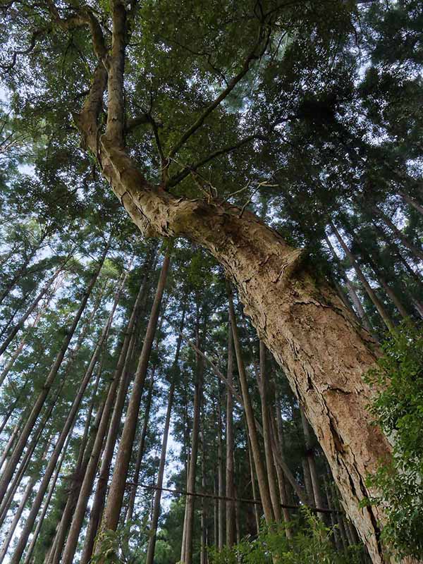 甲明神社のイチイガシ 