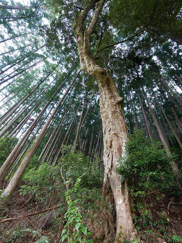 甲明神社のイチイガシ 