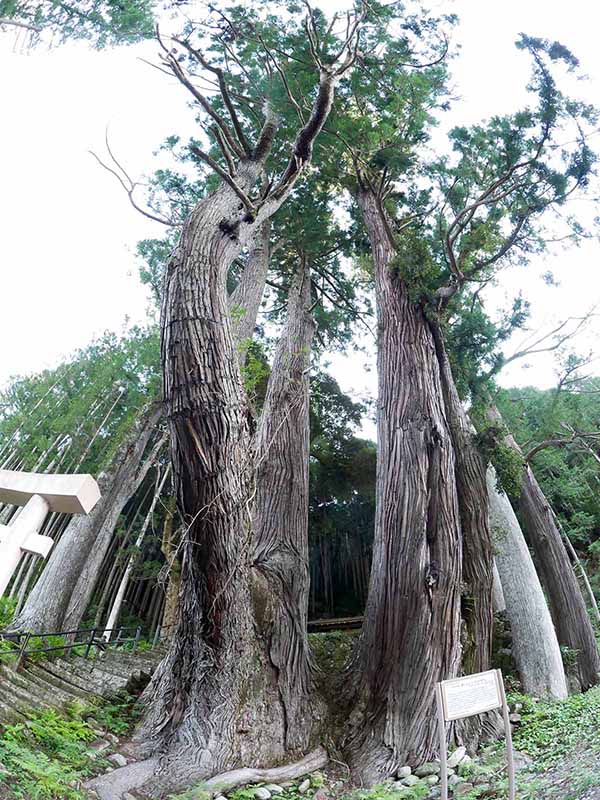 甲明神社の大杉 