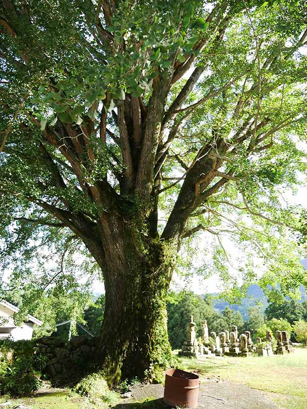 泉蔵寺のイチョウ 