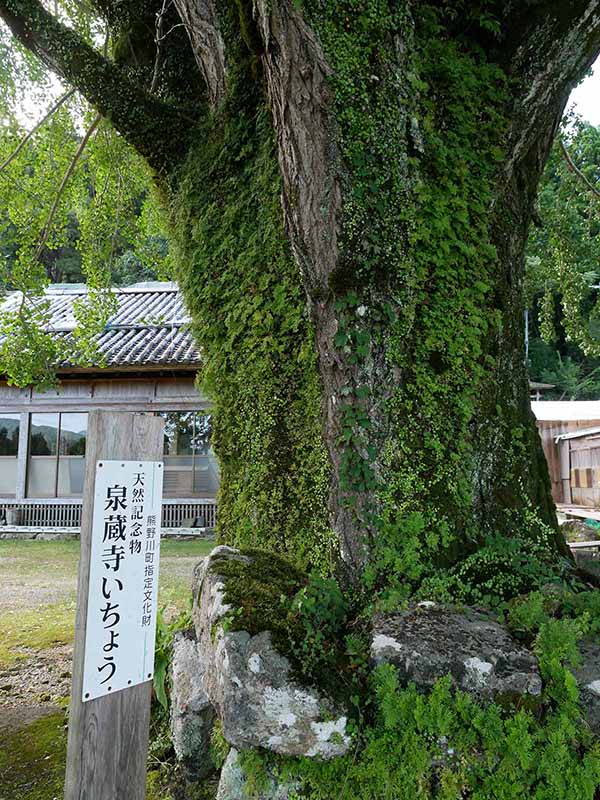 泉蔵寺のイチョウ 