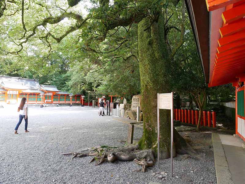 熊野速玉大社のオガタマノ