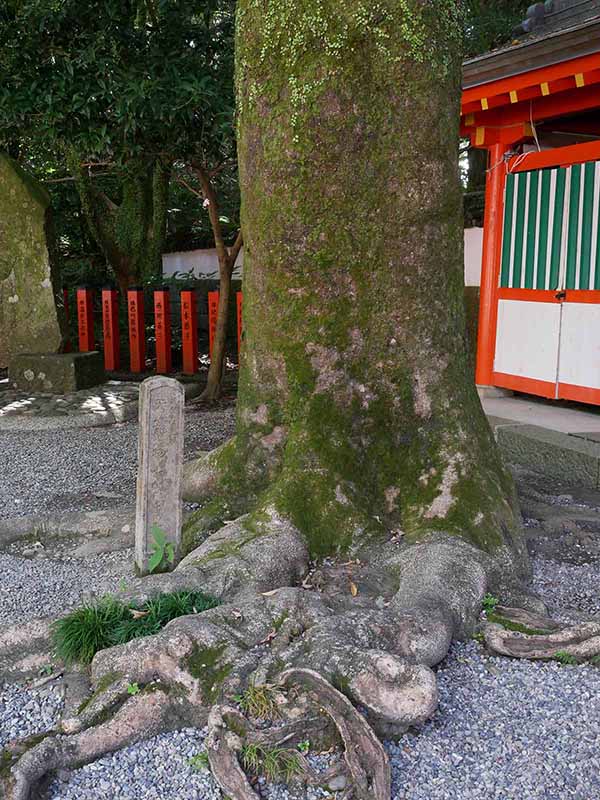 熊野速玉大社のオガタマノ