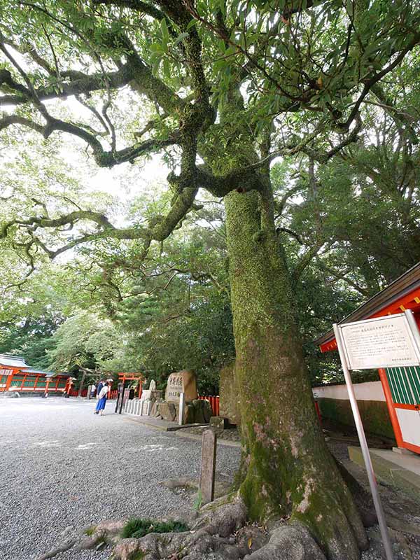 熊野速玉大社のオガタマノ