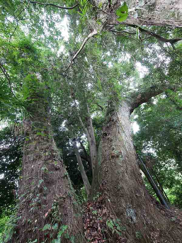 九頭神社のクス