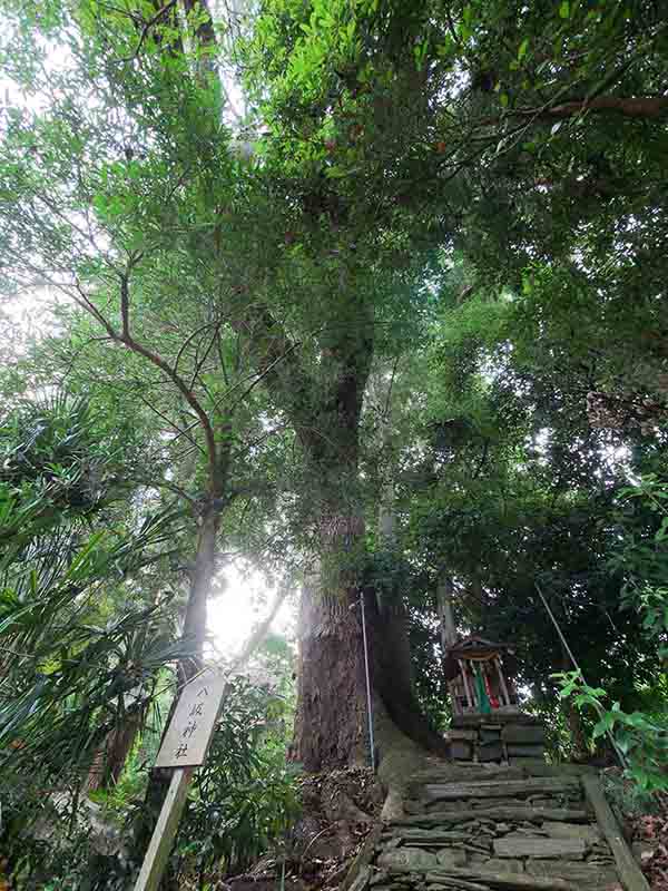 九頭神社のクス