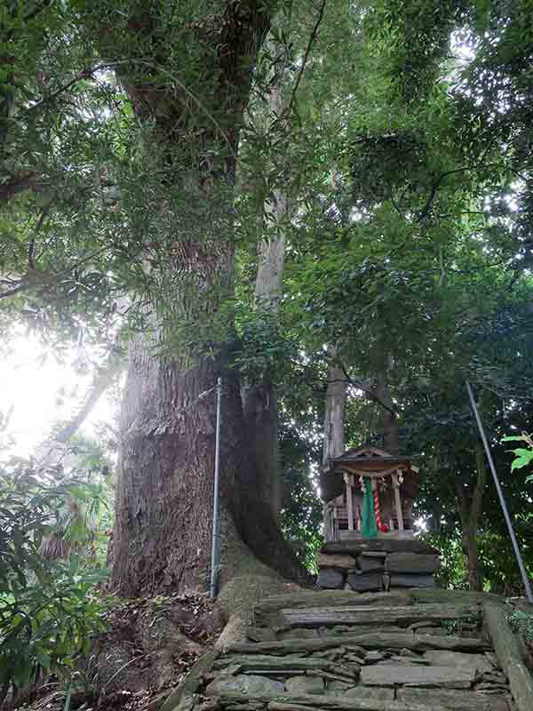 九頭神社のクス