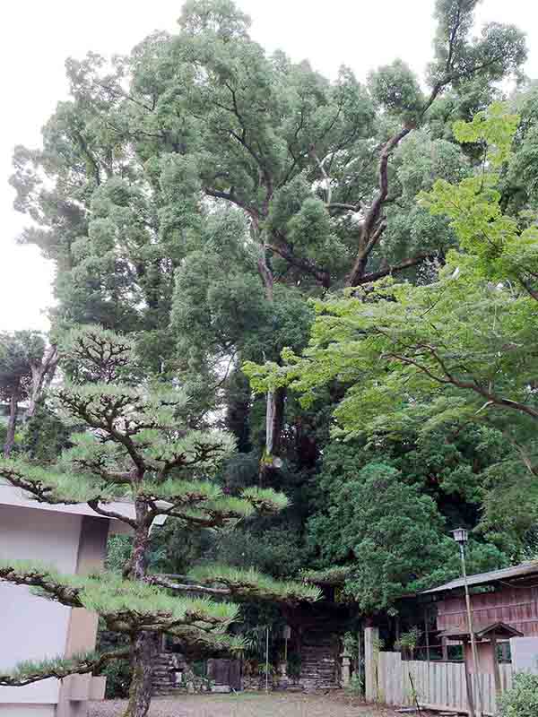 九頭神社のクス