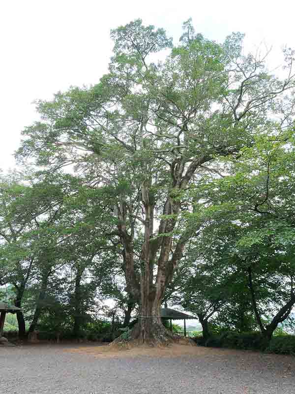 九頭神社のクロガネモチ