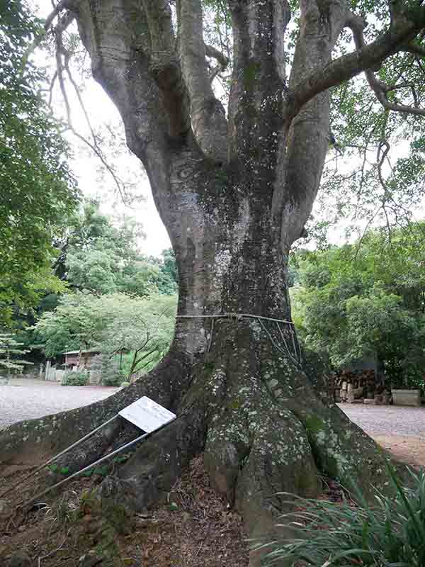 九頭神社のクロガネモチ