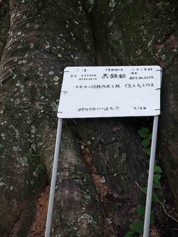 九頭神社のクロガネモチ