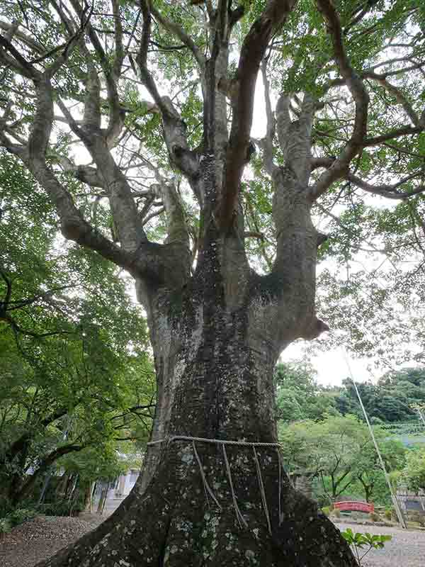 九頭神社のクロガネモチ