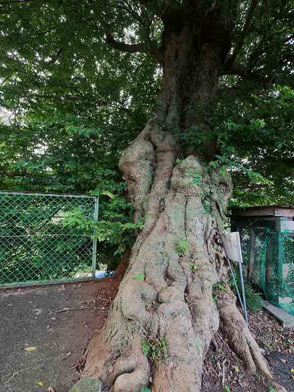 浄土寺のムクノキ