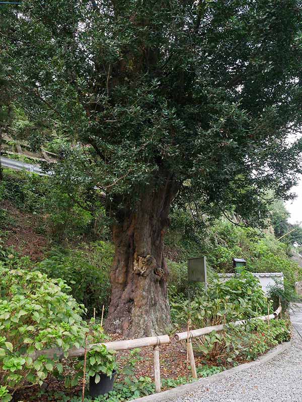 東光寺のなぎ