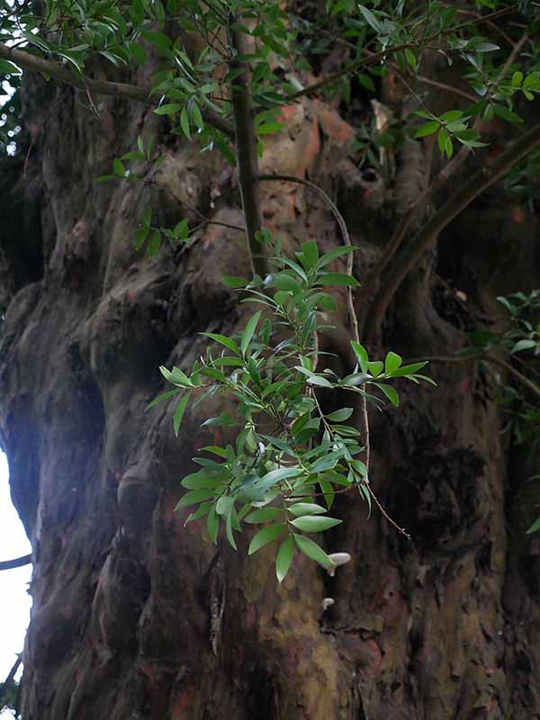 東光寺のなぎ