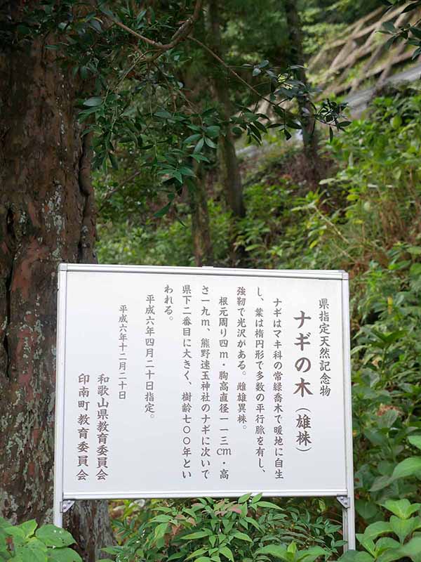 東光寺のなぎ