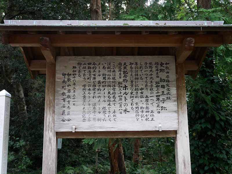 切目神社のホルトノキ