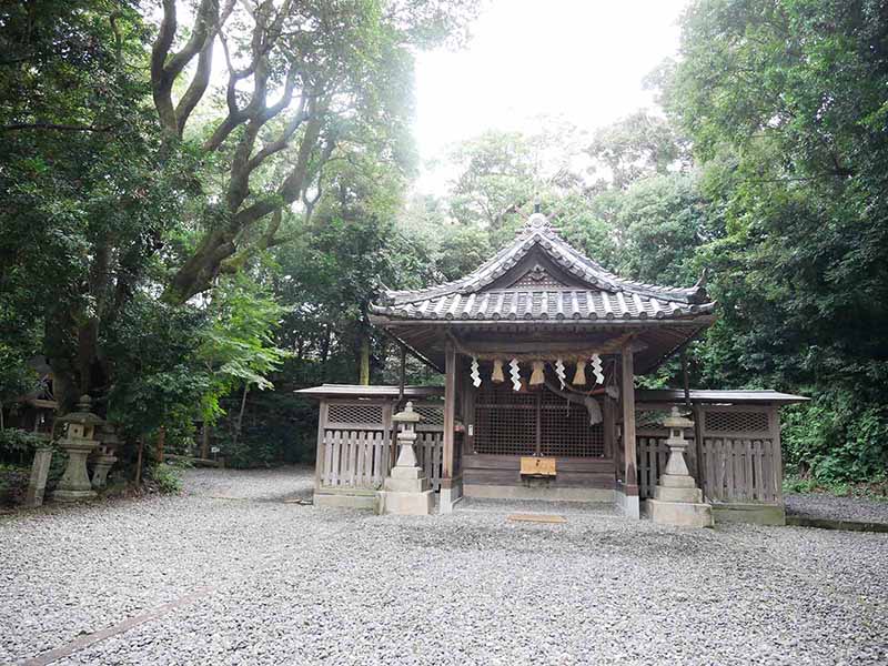 切目神社のホルトノキ